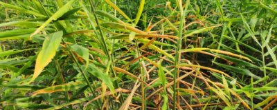 如何预防生姜叶片发黄,种植期间要及时浇水施肥、揭除地膜