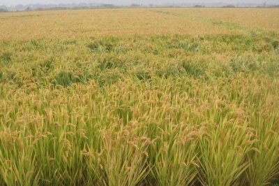 益9优650水稻品种简介,每亩有效穗数17.1万穗