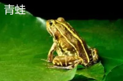 青蛙和田鸡的区别,都可以养殖