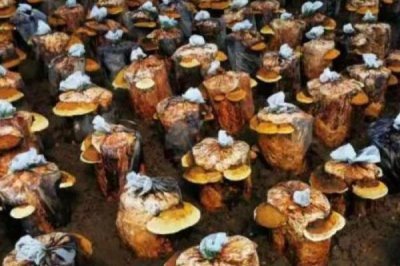 种植桑黄的利润和风险,效益可观但一些企业会进行欺骗经营