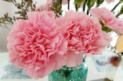 怎么让水养康乃馨花苞开花，要经常换水