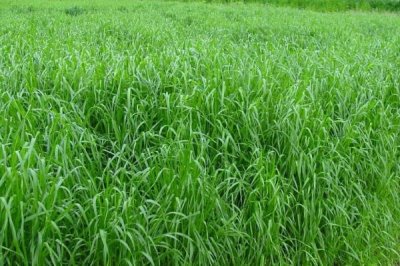 种草养羊有哪些问题较常见,产量和存储问题需费心