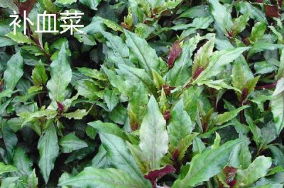 农村种哪些蔬菜具有不错的前景，包括茼蒿、皇帝椒、马苋菜等品种