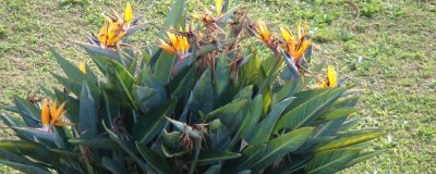 增加鹤望兰开花量的方法，4-7月份要严格控制水分