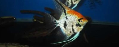 熊猫神仙鱼的产地,主要分布在西太平洋的珊瑚礁海域