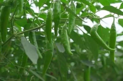 杭椒和小米椒的区别是什么,外观、味道、产地均不同