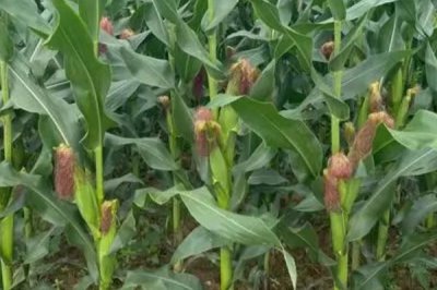 长城328玉米种子特点，高抗茎腐病