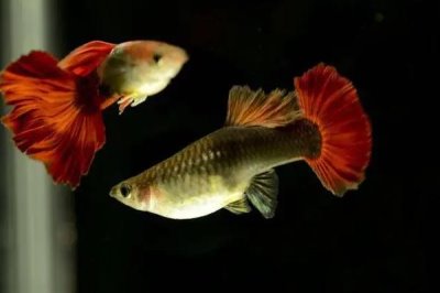 彩霞鱼是什么鱼，一般是指孔雀鱼