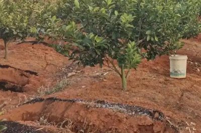 生物肥与水溶肥有什么区别,定义、成分、用法均不同