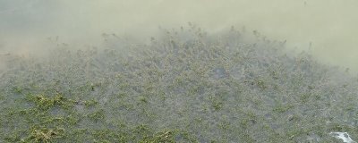 水产养殖中常用的水草有哪些，伊乐藻、轮叶黑藻、水葫芦等都比较常见