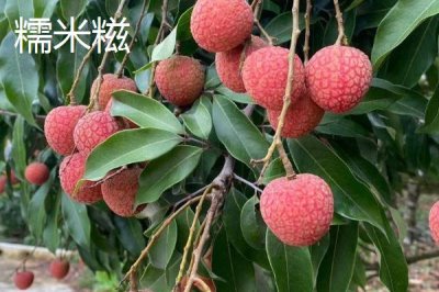 灵山荔枝品种,三月红的成熟时间最早