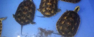 花龟喜欢吃的食物有哪些,幼年期喜食鱼虾肉、红虫、面包虫等食物