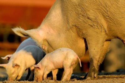 母猪下崽前有什么症状,前两周乳房会从后面向前面逐渐膨大