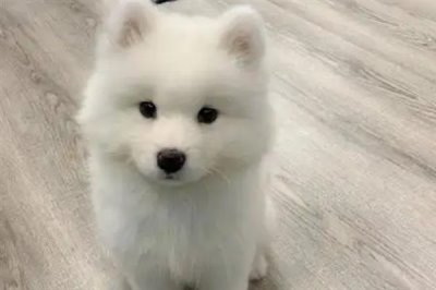 萨摩耶乱咬东西怎么解决,批评和奖励结合