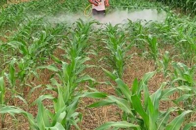 多肽尿素是长效肥吗,属于长效肥