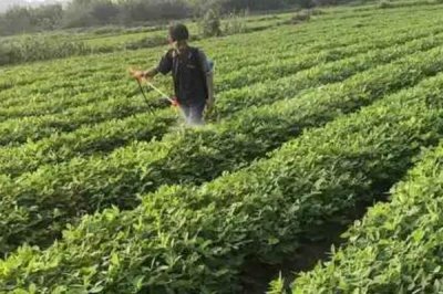 花生落针施叶面肥的方法，必须每7-10天喷施叶面肥