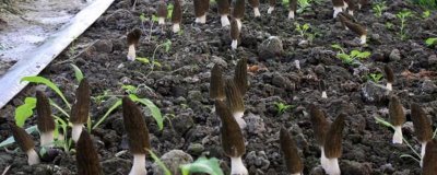 在大田里种植羊肚菌的方法，翻耕除草、开沟做畦后再播种