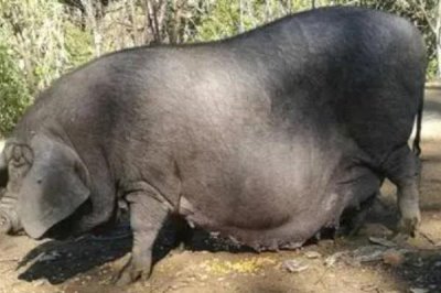 中国本土猪是什么颜色,是黑色短毛猪