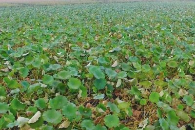 如何种植莲藕，通常在池塘或者稻田中种植