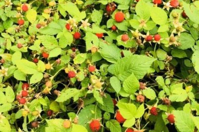 野草莓种植管理方法，管理比较粗放