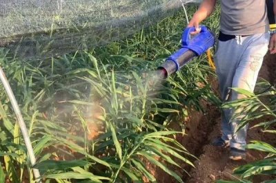 生姜的常见病害与防治方法,常见的有软腐病、腐烂病等