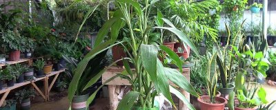 富贵竹的修剪方法,剪除弱芽、多余芽、高竹芽