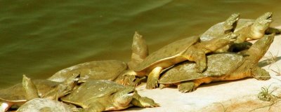 池塘甲鱼养殖注意事项，放养前需要用生石灰对池塘进行消毒