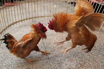 鸡互相啄毛吃的原因，可能是蛋白质不足或温度过高所致