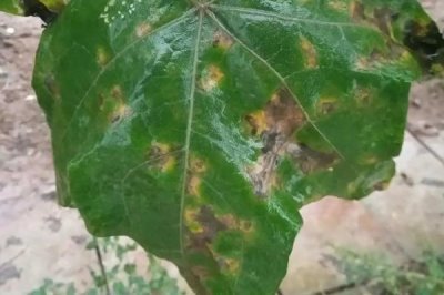 怎么防治丝瓜褐斑病，以高畦栽培为主