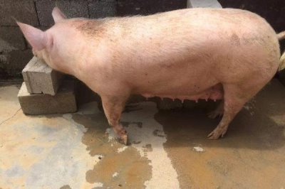 母猪下崽前有什么症状,前两周乳房会从后面向前面逐渐膨大