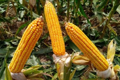 恩玉1204玉米品种简介,中抗大斑病