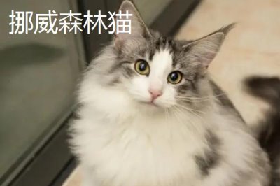 猫的品种,这五个品种各有各的优势与特点