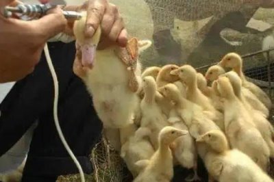 小鹅水喝多了会拉稀吗，频繁喝水会导致拉稀