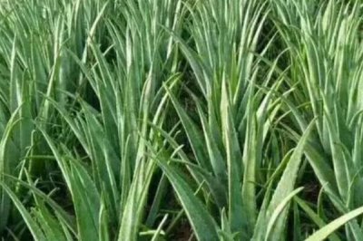 芦荟的种植管理方法,不要经常浇水