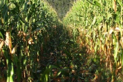 高油玉米相关介绍，含油量较高、属于高附加值玉米品种