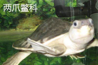 龟的种类,共有这12科