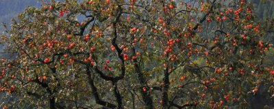 柿子的栽培技术，选择1-2年生的嫁接苗木成活率高