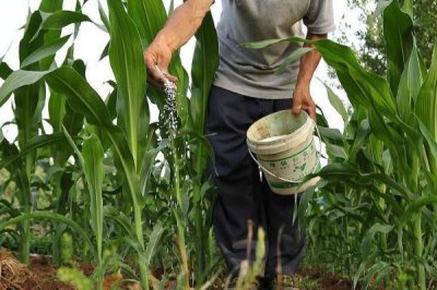 黑玉米种子售价以及如何种植，一斤需要40-60元左右