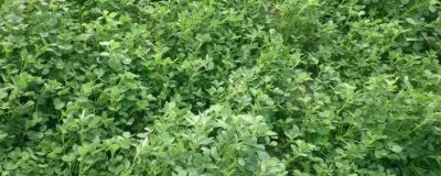 苜蓿种植管理技术,种植过程中要注意做好追肥工作