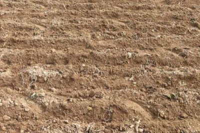 板蓝根的种植技术,整个生育期要中耕除草3次