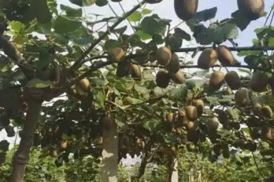 猕猴桃怎么种植以及防治病害,需要搭好棚架后再定植