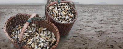 蛏子大批死亡的原因及预防方法,养殖环境差、密度大都会导致其死亡