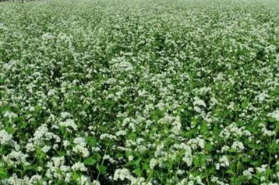 我国主要蜜源植物分布及花期,油菜分布最广