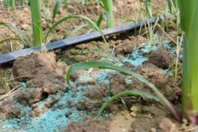 种玉米需要施什么肥,不同生长阶段所需肥料不同