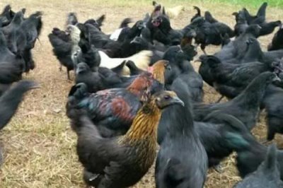 乌骨鸡简介,有白毛、黑毛等品种