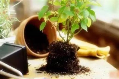 冬天给花卉换盆需要马上浇水吗，浇水保湿可加快服盆速度