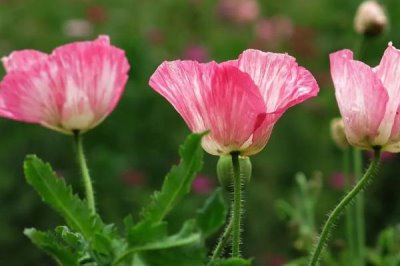 虞美人有没有毒,尽可能别在家中栽培