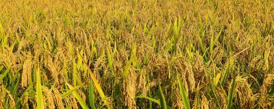 津粳优2018水稻种子介绍，每亩有效穗数17.7万