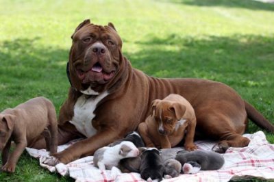 斗狗的品种，比特犬和杜高犬都是