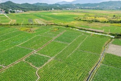 亩收益上万有哪些种植品种,推荐种植香椿、天麻等